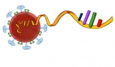 Investigadores dominicanos trabajan en la secuenciación del virus Causante del COVID-19