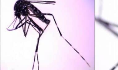 La importancia médica en la detección de una nueva especie de mosquito